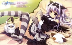  absurdres amaha_miu animal_ears bed blue_eyes cat cat_ears dress fake_animal_ears highres izumi_tsubasu kemonomimi legs legs_up lying mashiroiro_symphony neko no_shoes on_back on_bed pan-nya pannya purple_eyes smile striped thigh-highs thighhighs 