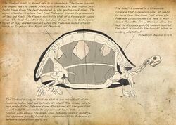  michael_casteel no_humans pokemon realistic skeleton text torkoal 