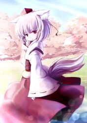  cherry_blossoms chipika engrish highres inubashiri_momiji ranguage solo touhou 