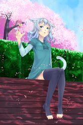  1girl animal_ears blue_eyes blue_hair butterfly cat_ears cat_tail cherry_blossoms flower highres original petals pink short_hair sitting solo tail thigh-highs toeless_socks toes 