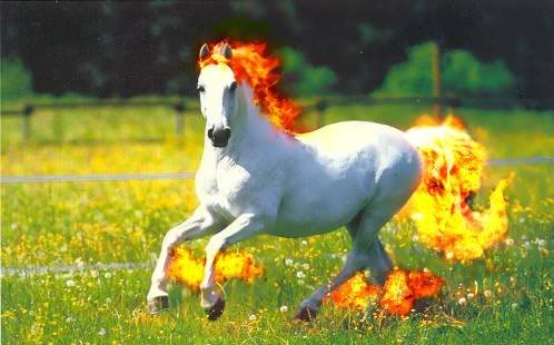 epic horse nintendo pokemon ponyta realistic