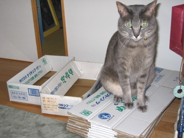 animal_ears box cardboard_box carpet cat cat_ears green_eyes grey_cat house japanese no_humans paws photo room sitting whiskers