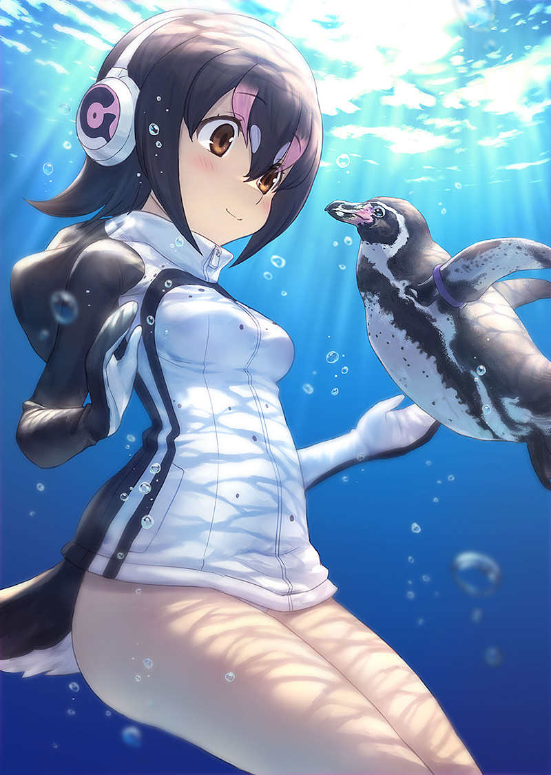 1girl air_bubble animal bird bird_tail black_hair blue_eyes blush breasts brown_eyes bubble closed_mouth commentary_request cowboy_shot eye_contact grape-kun guchico hair_between_eyes headphones hood hood_down hooded_jacket humboldt_penguin humboldt_penguin_(kemono_friends) jacket kemono_friends light_rays long_sleeves looking_at_another multicolored_hair outdoors penguin pink_hair short_hair small_breasts smile streaked_hair submerged sunbeam sunlight tail tareme thighs underwater water white_hair white_jacket zipper