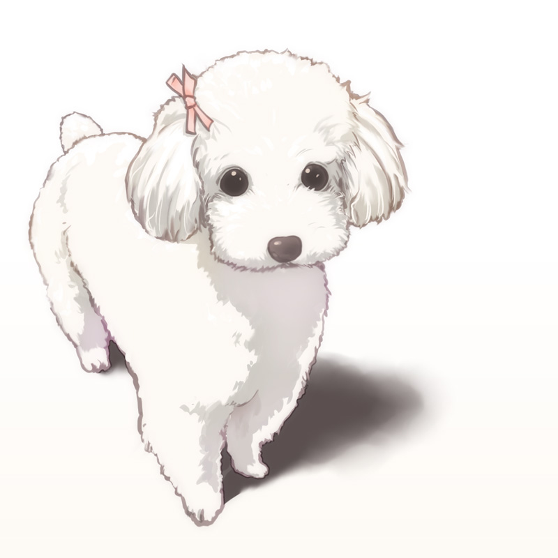 1other adorable animal black_eyes bow canine dog hair_bow kinoebi mammal no_humans original poodle shadow simple_background solo white_background white_fur