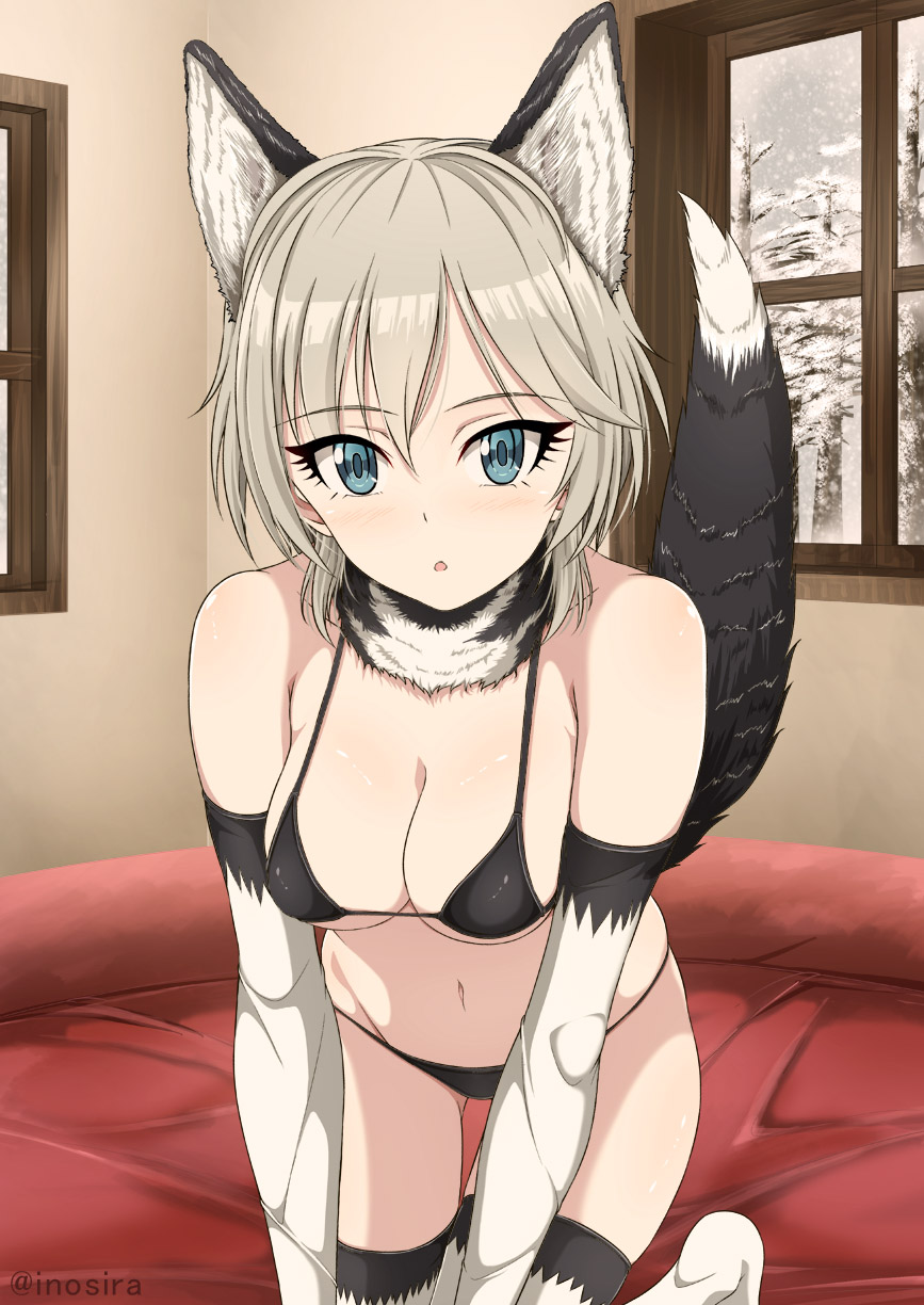 1girl all_fours anastasia_(idolmaster) animal_ears artist_name bare_shoulders blue_eyes blush breasts cleavage detached_collar dog_ears dog_tail elbow_gloves eyelashes fur_collar gloves highres hips idolmaster idolmaster_cinderella_girls indoors inoshira kneeling medium_breasts navel on_bed shirt short_hair silver_hair solo tail thigh-highs thighs white_legwear white_shirt