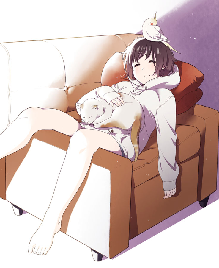 1girl :o animal animal_on_head animal_on_lap armchair bare_legs barefoot bird bird_on_head brown_hair cat cat_on_lap chair cockatiel hood hoodie long_hair mattaku_mousuke on_head original parrot pillow reclining short_hair short_shorts shorts sitting_sideways sleeping sleeves_past_wrists solo