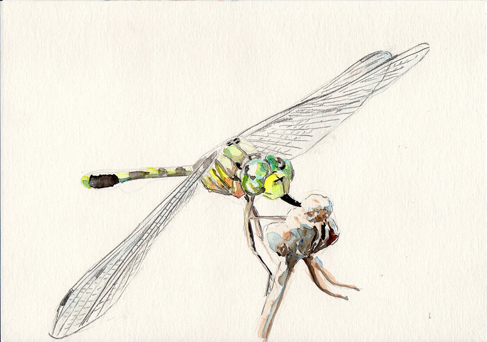 dragonfly insect insect_wings iwane_masaaki legs original simple_background traditional_media watercolor_(medium) white_background wings