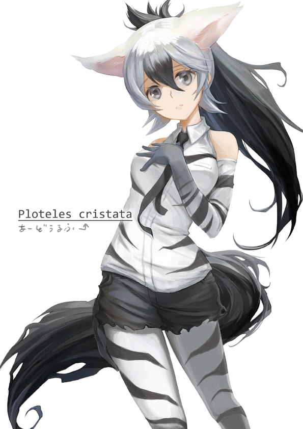 1girl aardwolf_(kemono_friends) aardwolf_ears aardwolf_tail animal_ears arm_at_side bare_shoulders black_hair black_neckwear black_shorts breast_pocket character_name collared_shirt commentary_request cowboy_shot elbow_gloves eyebrows_visible_through_hair floating_hair gloves hair_between_eyes hand_on_own_chest hand_up head_tilt kemono_friends latin long_hair looking_at_viewer multicolored_hair necktie pantyhose pantyhose_under_swimsuit parted_lips pocket ponytail print_gloves print_legwear print_shirt shirt short_shorts shorts simple_background sleeveless sleeveless_shirt solo standing swimsuit tail tamamushi two-tone_hair white_background white_hair wing_collar