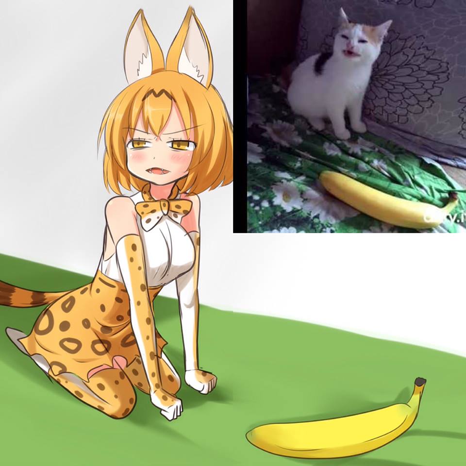 1girl :3 animal_ears banana bangs bare_shoulders blush bob_cut bow bowtie breasts brown_hair cat clenched_hands commentary_request elbow_gloves eyebrows_visible_through_hair fangs food from_side fruit gloves half-closed_eyes high-waist_skirt kemono_friends large_breasts looking_to_the_side meme multicolored_hair open_mouth orange_eyes orange_gloves orange_hair orange_legwear orange_neckwear orange_skirt parody photo photo-referenced print_gloves print_legwear print_neckwear print_skirt real_life reference_photo_inset seiza serval_(kemono_friends) serval_ears serval_girl serval_print serval_tail setia_pradipta shirt short_hair sitting skirt sleeveless sleeveless_shirt solo streaked_hair tail thigh-highs two-tone_hair v-shaped_eyebrows white_footwear white_shirt