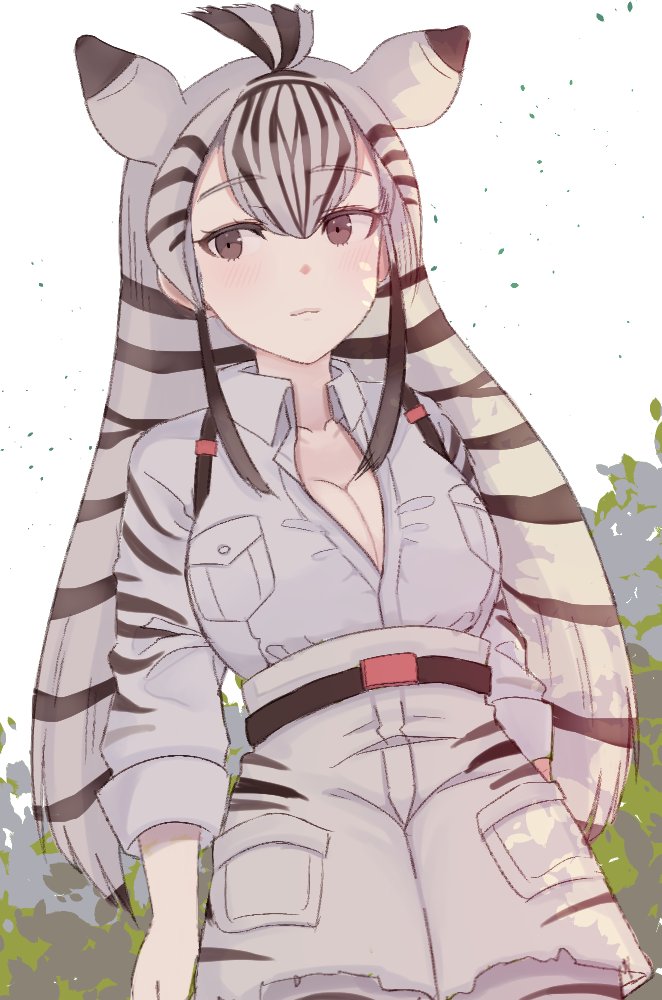 1girl ancolatte_(onikuanco) animal_ears animal_print belt black_hair blush breast_pocket breasts chapman's_zebra_(kemono_friends) cleavage commentary_request cowboy_shot eyebrows_visible_through_hair kemono_friends long_hair multicolored_hair pocket shorts sidelocks solo white_hair zebra_ears zebra_print