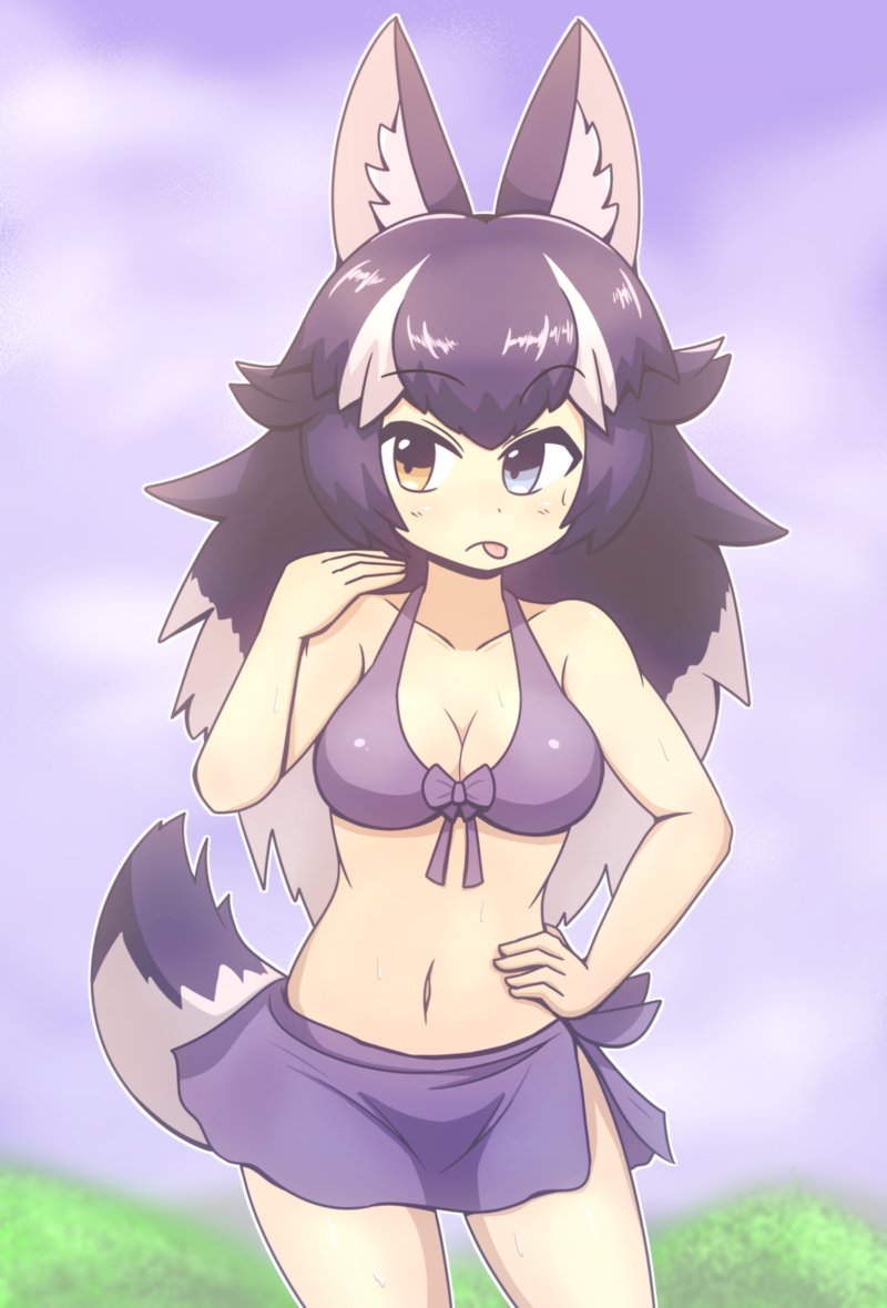 1girl animal_ears bikini black_hair blue_eyes blush breasts cleavage closed_mouth collarbone eyebrows_visible_through_hair fanning_face grey_wolf_(kemono_friends) heterochromia kemono_friends large_breasts long_hair looking_away multicolored_hair navel solo swimsuit tail tongue tongue_out white_hair wirou wolf_ears wolf_tail yellow_eyes