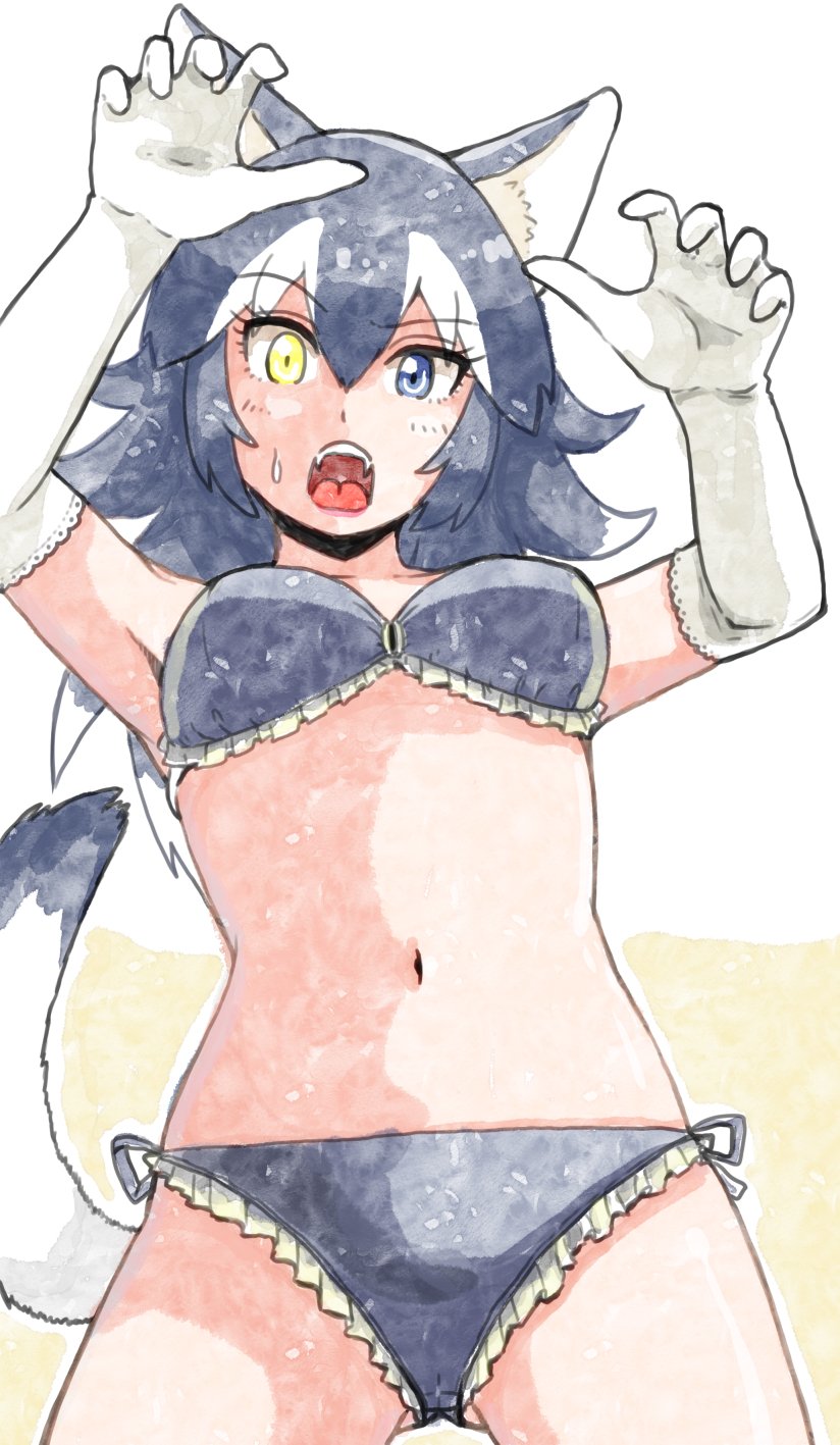 1girl animal_ears bikini black_hair blue_eyes breasts commentary elbow_gloves eyebrows_visible_through_hair fangs frilled_bikini frills gloves gluteal_fold grey_wolf_(kemono_friends) hair_between_eyes hands_up heterochromia highres kemono_friends long_hair medium_breasts multicolored_hair murakami_kou_(raye) navel open_mouth raised_eyebrow solo swimsuit tail two-tone_hair white_gloves white_hair wolf_ears wolf_tail yellow_eyes