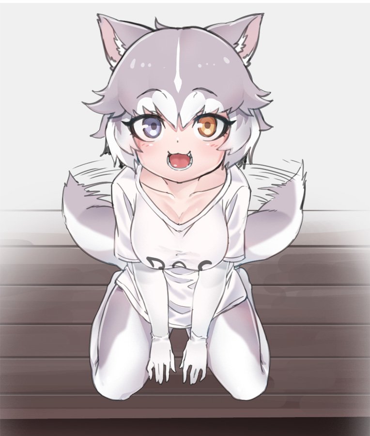 1girl :3 adapted_costume afterimage animal_ears between_legs blue_eyes blush casual collarbone commentary_request dog_(mixed_breed)_(kemono_friends) dog_ears dog_tail elbow_gloves eyebrows_visible_through_hair from_above gloves grey_hair grey_legwear hand_between_legs heterochromia kemono_friends looking_at_viewer multicolored multicolored_clothes multicolored_hair multicolored_legwear nyifu open_mouth pantyhose shirt short_hair sitting solo speed_lines t-shirt tail tail_wagging wariza white_gloves white_hair white_legwear white_shirt yellow_eyes