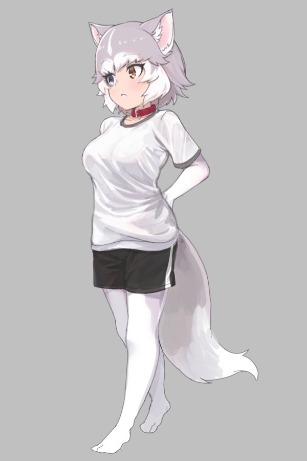 1girl animal_ears blue_eyes breasts brown_eyes collar dog_(mixed_breed)_(kemono_friends) dog_ears dog_tail elbow_gloves full_body gloves grey_background grey_hair heterochromia kemono_friends large_breasts looking_away multicolored_hair nyifu pantyhose short_hair simple_background solo tail white_gloves white_hair white_legwear