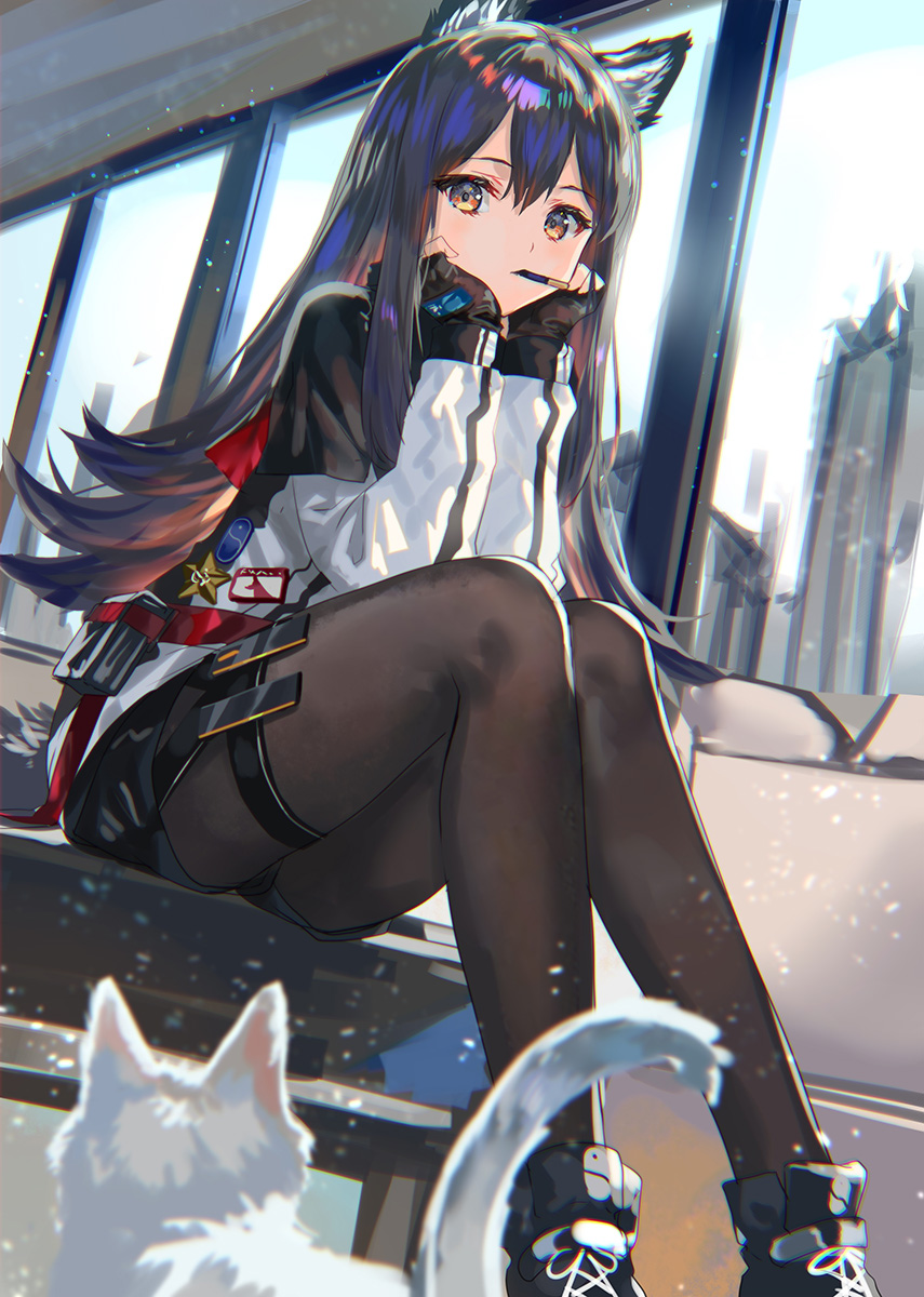 1girl animal_ear_fluff animal_ears arknights black_hair black_legwear black_shorts brown_eyes cat chin_rest commentary_request fingerless_gloves food food_in_mouth gloves hair_between_eyes highres holster long_hair long_sleeves looking_at_viewer pantyhose pocky ran'ou_(tamago_no_kimi) shorts sitting solo texas_(arknights) thigh_holster wolf_ears