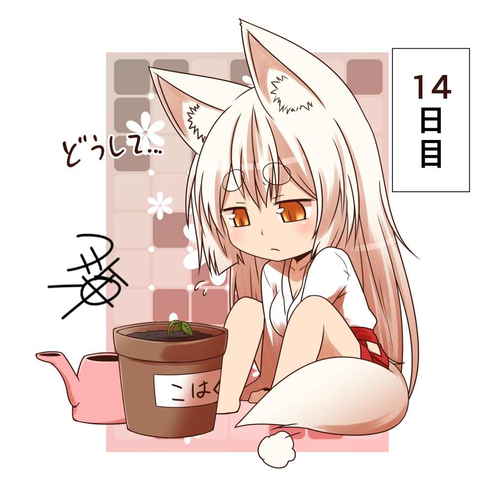 1girl animal_ear_fluff animal_ears arms_between_legs bangs border breasts chibi collarbone commentary_request eyebrows_visible_through_hair fox_ears fox_girl fox_tail hair_between_eyes hakama japanese_clothes kimono knees_up kohaku_(yua) looking_at_object medium_breasts miko orange_eyes original plant potted_plant sidelocks signature sitting slit_pupils solo tail thick_eyebrows translation_request watering_can white_hair white_kimono yua_(checkmate)