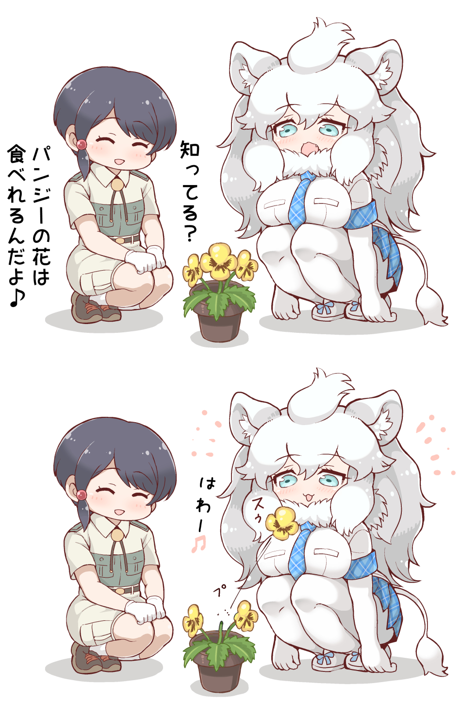 2girls :3 animal_ears big_hair black_hair blue_eyes blue_neckwear blue_skirt captain_(kemono_friends) collared_shirt commentary_request elbow_gloves eyebrows_visible_through_hair flower flowerpot fur_collar gloves hair_tie highres kemono_friends kemono_friends_3 lion_ears lion_girl lion_tail long_hair multiple_girls neck_ribbon pantyhose plaid plaid_neckwear plaid_skirt plaid_trim pleated_skirt ribbon shirt short_hair short_sleeves shorts skirt squatting tail tanaka_kusao translation_request uniform white_fur white_gloves white_hair white_legwear white_lion_(kemono_friends)