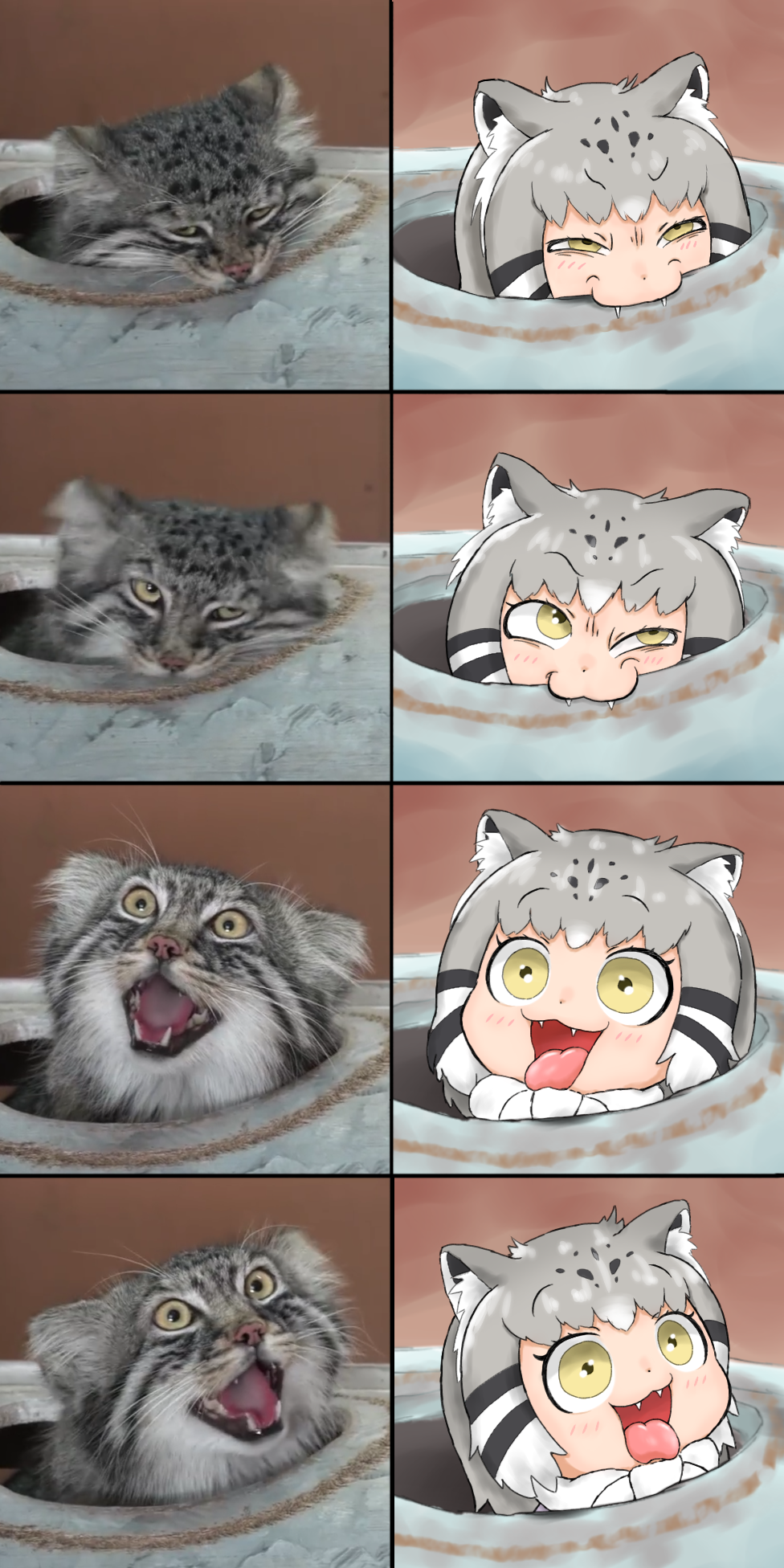 1girl animal_ears biting blush cat cat_ears cat_girl commentary_request eyebrows eyebrows_visible_through_hair fangs fur_collar grey_hair highres kemono_friends looking_up nanatidayo open_mouth pallas's_cat pallas's_cat_(kemono_friends) photo-referenced tongue tongue_out whiskers yellow_eyes