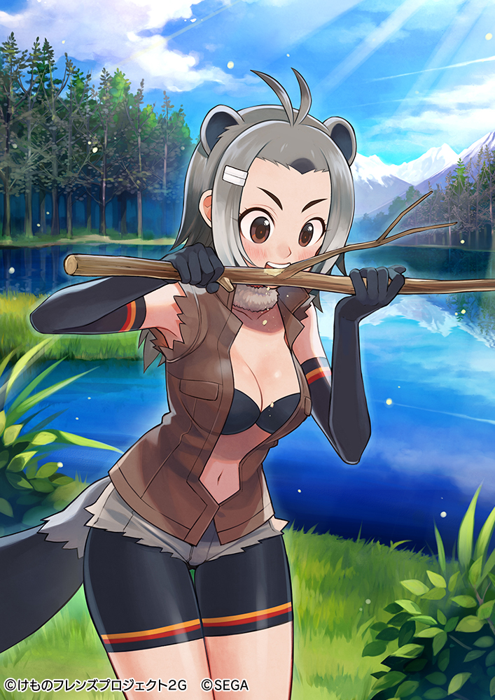 1girl american_beaver_(kemono_friends) animal_ears beaver_ears beaver_tail bike_shorts black_gloves bra branch brown_eyes brown_vest commentary_request cutoff_jeans cutoffs elbow_gloves extra_ears fur_collar gloves grey_hair hair_ornament hairclip kemono_friends kemono_friends_3 lake multicolored_hair official_art open_clothes open_vest short_hair sky sleeveless solo tail underwear vest water yuko_(uc_yuk)