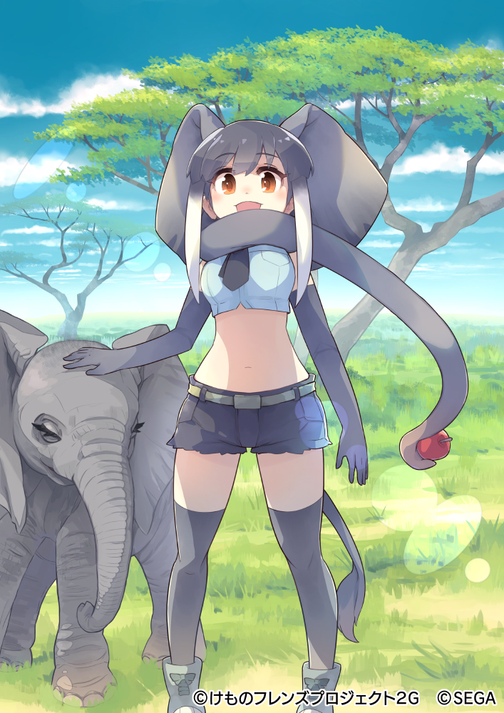 1girl african_elephant_(kemono_friends) akitsu_taira animal animal_ears apple arm_at_side belt brown_eyes company_name copyright crop_top cutoffs day elbow_gloves elephant elephant_ears elephant_tail extra_ears feet_out_of_frame food fruit gloves grey_hair hand_on_another's_head kemono_friends kneehighs midriff multicolored_hair navel necktie official_art open_mouth outdoors petting scarf shorts smile stomach tail two-tone_hair watermark white_hair