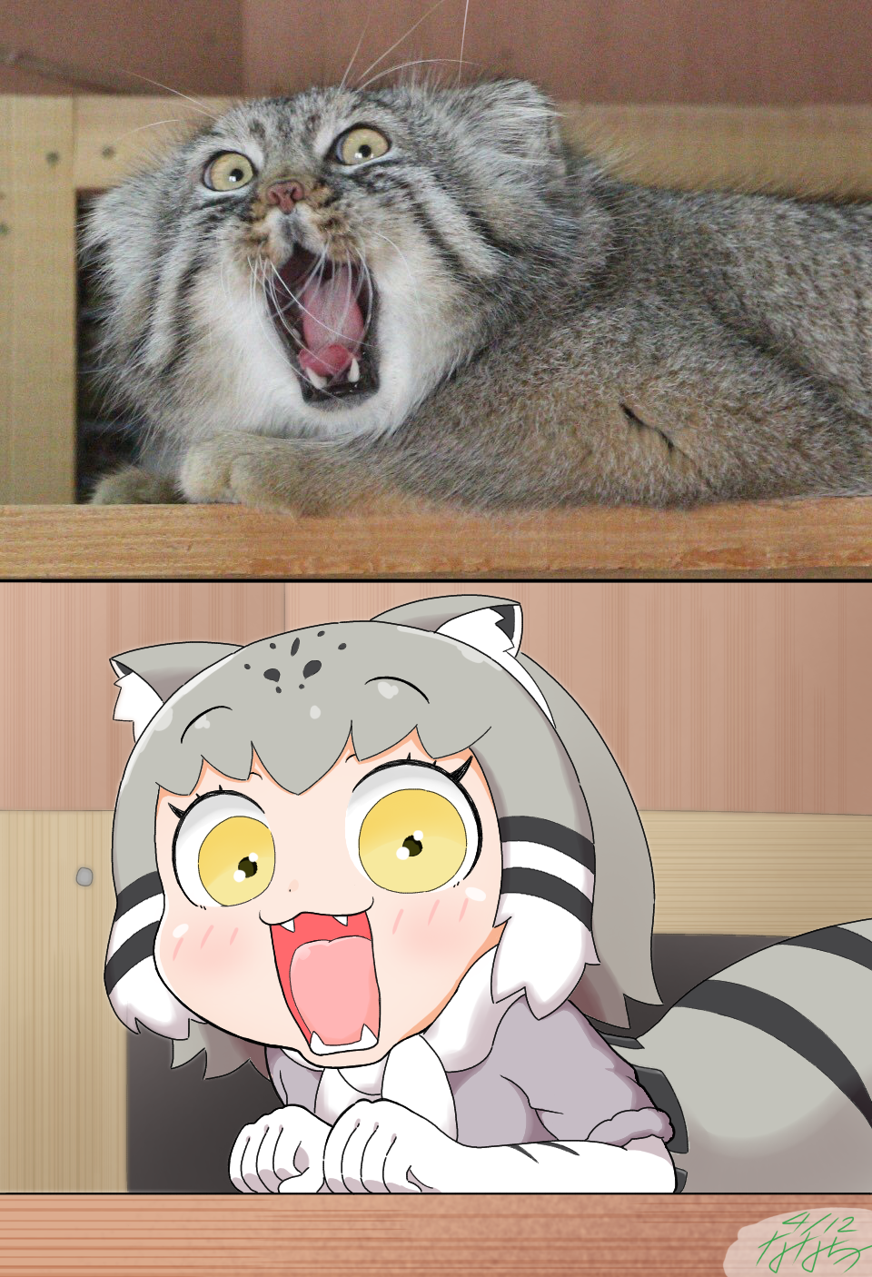 animal_ears cat cat_ears commentary_request elbow_gloves fangs fur_collar gloves grey_hair highres kemono_friends multicolored_hair nanachii_(nanatidayo) open_mouth pallas's_cat pallas's_cat_(kemono_friends) photo-referenced photo_inset reference_photo skirt yellow_eyes