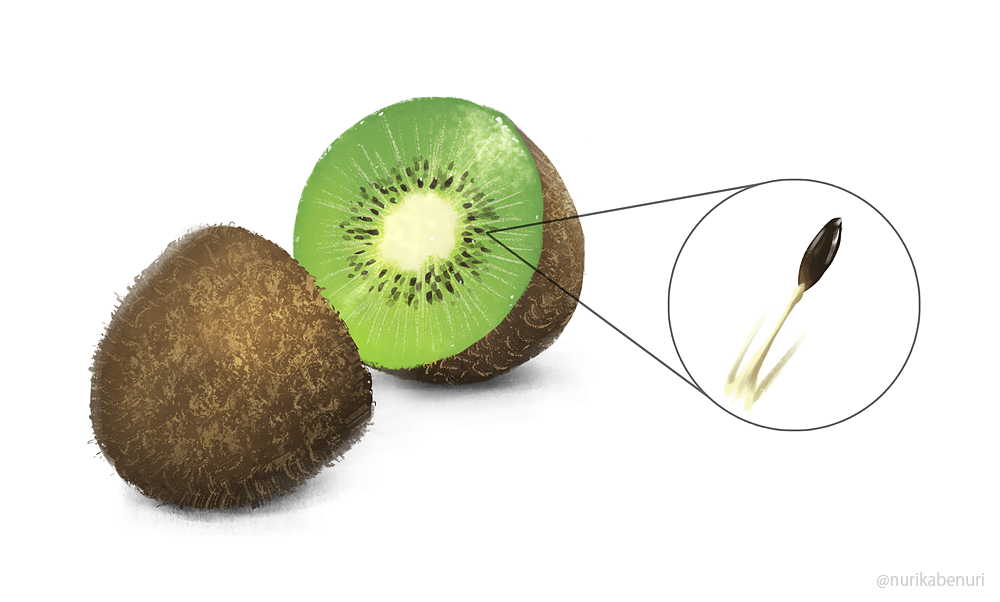 food fruit kiwifruit no_humans nurikabe_(mictlan-tecuhtli) original seed white_background