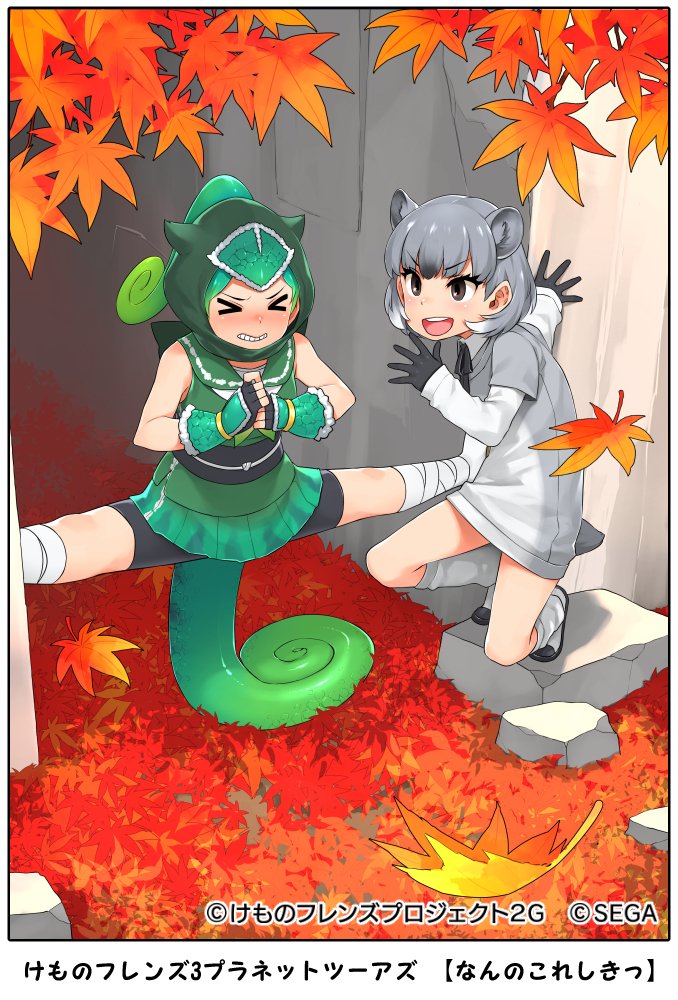 &gt;_&lt; 2girls animal_ears autumn_leaves bandaged_leg bandages bike_shorts black_eyes black_hair blush border bracer chameleon_tail clenched_teeth closed_eyes collared_shirt company_name copyright curly_hair day detached_hood dress extra_ears fingerless_gloves forehead_protector full_body gloves green_hair grey_hair hair_through_headwear happa_(cloverppd) high_ponytail hood hood_up kemono_friends lizard_tail long_hair long_sleeves looking_at_another multicolored_hair multiple_girls neck_ribbon nose_blush official_art outdoors own_hands_together panther_chameleon_(kemono_friends) ribbon rock_hyrax_(kemono_friends) shirt shoes short_hair short_over_long_sleeves short_sleeve_sweater short_sleeves shorts shorts_under_skirt skirt sleeveless sleeveless_shirt smile socks spread_legs squatting struggling sweater sweater_dress tail teeth undershirt v-shaped_eyebrows white_hair wide_spread_legs wing_collar