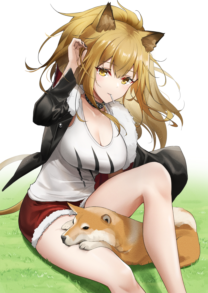 1girl animal_ears animal_on_lap arknights bangs black_choker black_jacket black_nails blonde_hair breasts candy choker commentary dog eyebrows_visible_through_hair food fur-trimmed_jacket fur_trim grass green_eyes hand_in_hair jacket knee_up large_breasts lion_ears lion_girl lion_tail lollipop long_hair long_sleeves looking_at_viewer messy_hair mouth_hold open_clothes open_jacket red_shorts ri_qing shiba_inu shirt shorts sidelocks siege_(arknights) sitting solo tail thighs white_shirt