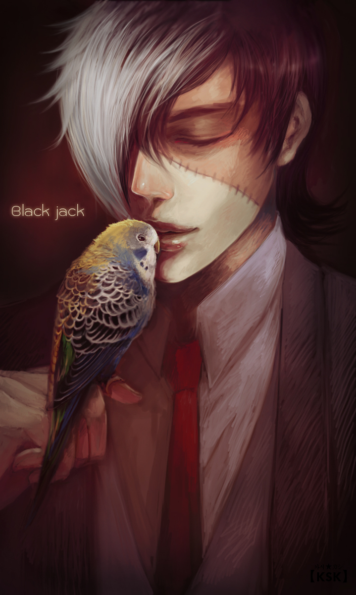 1boy animal artist_name bird bird_on_hand black_hair black_jack_(character) black_jack_(series) brown_jacket character_name closed_eyes collared_shirt commentary english_commentary engrish_commentary gradient gradient_background hair_over_one_eye hand_up jacket kashi_kung kiss lips male_focus multicolored_hair necktie parakeet parted_lips red_neckwear scar scar_on_face shirt short_hair solo two-tone_hair upper_body white_hair white_shirt