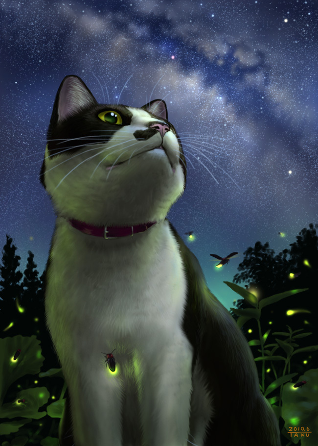 cat cat_focus fireflies from_below fur matata-cat matataku night night_sky no_humans realistic sitting sky solo star star_(sky) starry_sky