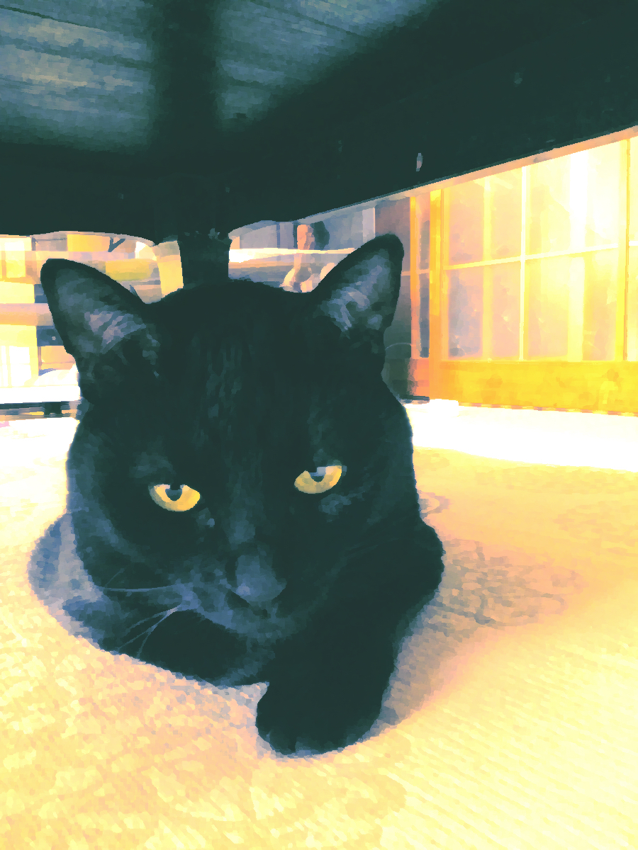 animal animal_focus bad_id bad_pixiv_id black_cat cat floor highres indoors looking_at_viewer no_humans original reitou_pan whiskers yellow_eyes
