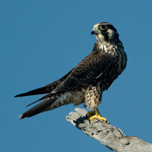 falcon tagme thunderbird