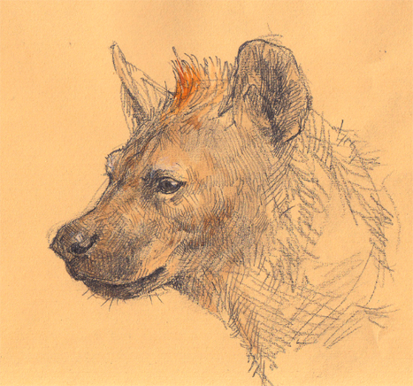 hyena kobushi lowres monochrome no_humans original sketch spot_color