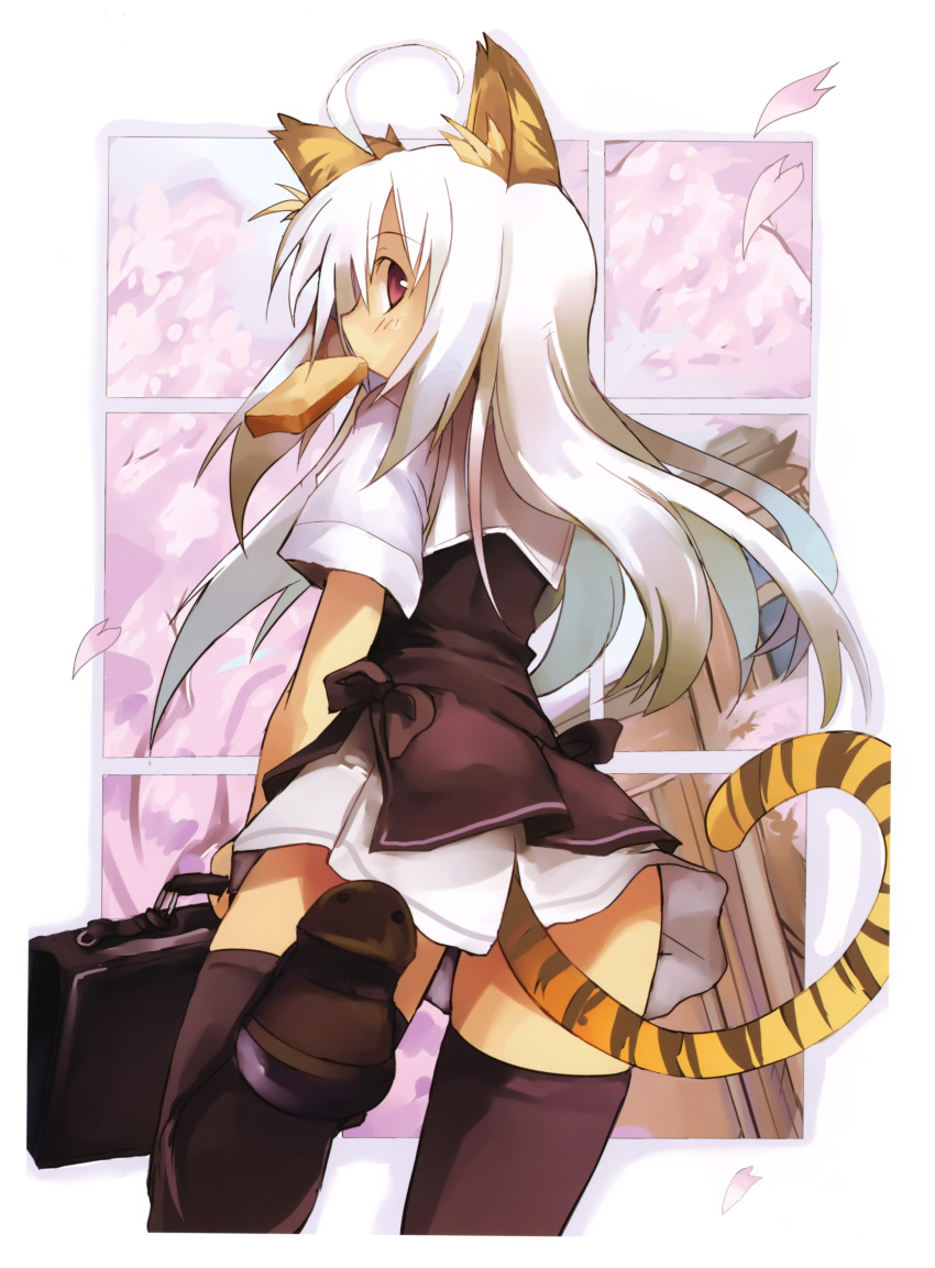 1girl absurdres ahoge animal_ears black_legwear cherry_blossoms from_behind highres leg_up long_hair looking_back mouth_hold original petals scan school_briefcase school_uniform shibano_kaito skirt solo tail thigh-highs tiger_ears tiger_tail toast toast_in_mouth violet_eyes white_hair