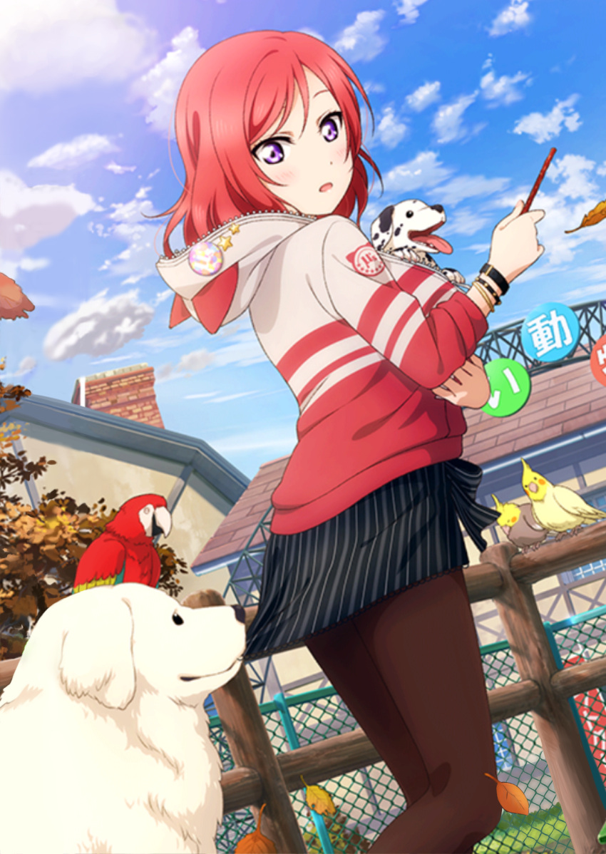 1girl :o animal autumn_leaves bird blue_sky blush bracelet clouds dalmatian dog fence heavy_breathing highres hoodie jewelry labrador_retriever leaf long_sleeves looking_down love_live!_school_idol_project macaw nishikino_maki outdoors pantyhose parrot redhead skirt skirt_pull sky tongue tongue_out unzipped vertical-striped_skirt vertical_stripes violet_eyes zipper
