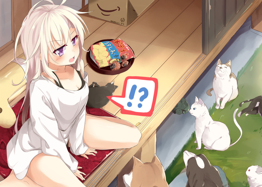 !? 1girl albino animal architecture bangs barefoot black_shorts blush box breasts cardboard_box cat cleavage commentary_request cookie cushion dog east_asian_architecture eyebrows eyebrows_visible_through_hair food from_above grass long_hair long_sleeves messy_hair off_shoulder on_floor open_mouth original rabbit rock sasahara_wakaba shirt shorts sitting sleeping sliding_doors snack solo speech_bubble stuffed_animal stuffed_toy surprised tray turtle violet_eyes wariza white_hair white_shirt wooden_floor