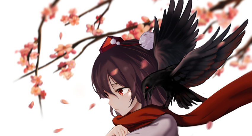 animal animal_on_shoulder bird bird_on_shoulder black_hair black_wings branch cherry_blossoms crow hat highres petals pom_pom_(clothes) red_eyes scarf shameimaru_aya shirt short_hair simple_background tengu tokin_hat touhou white_shirt wings yongzhe_mei_hong