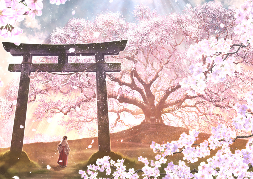 1girl black_hair cherry_blossoms commentary_request from_behind hair_tubes hakama japanese_clothes kun52 light_rays long_hair miko original petals red_hakama rope sandals scenery shimenawa shrine solo sunbeam sunlight torii tree wide_sleeves