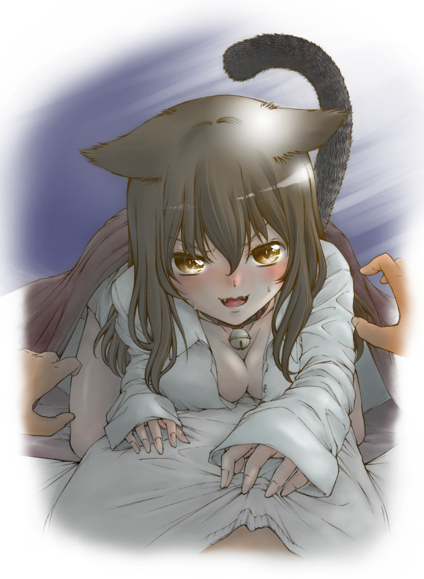 1girl animal_ears bell bell_collar blanket blush breast_press breasts brown_eyes brown_hair cat_ears cat_tail cleavage collar collarbone dress_shirt fangs girl_on_top highres jingle_bell kumagai_ayato long_hair long_sleeves looking_at_viewer medium_breasts naked_shirt open_mouth original shirt smile solo_focus tail white_shirt