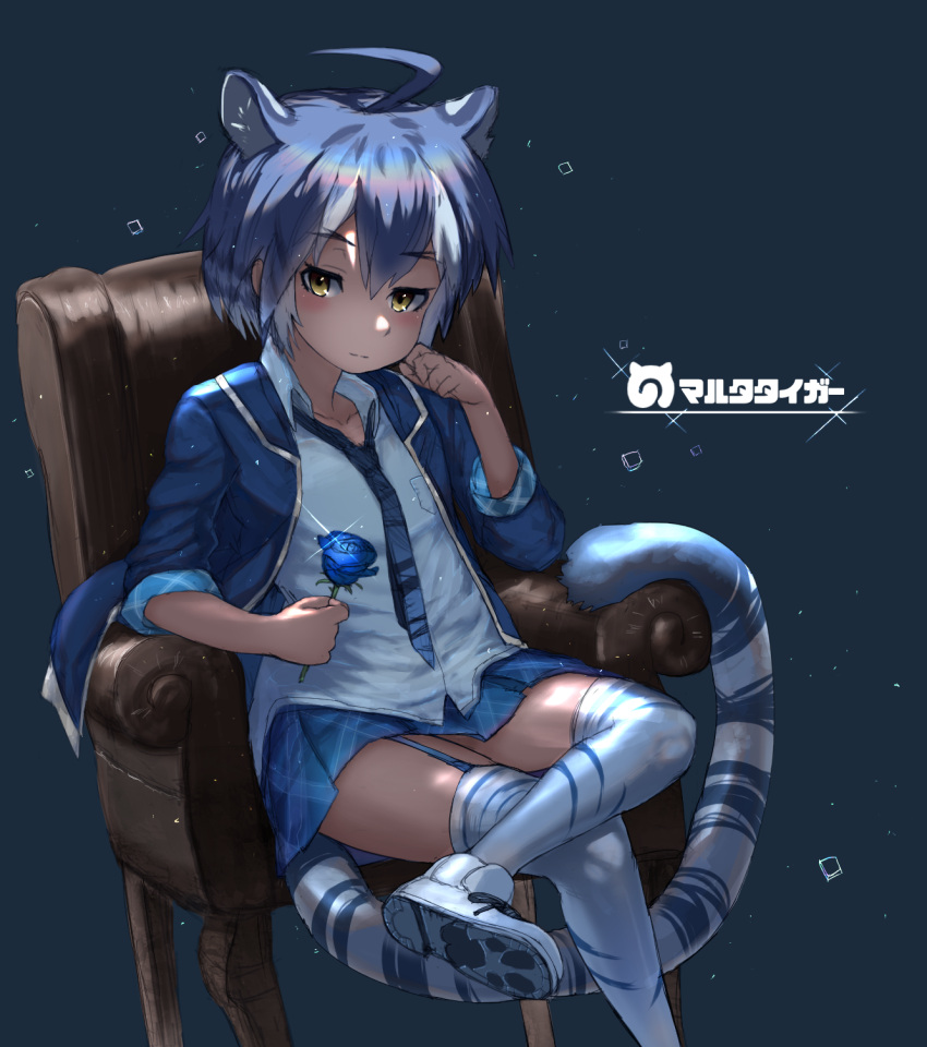 1girl ahoge animal_ears arm_rest armchair blue_background blue_hair blue_rose blush breast_pocket chair character_name collarbone collared_shirt eyebrows eyebrows_visible_through_hair flower garter_straps hair_between_eyes hand_on_own_cheek hand_up head_rest highres holding holding_flower jacket kemono_friends legs_crossed light_smile looking_at_viewer maltese_tiger_(kemono_friends) multicolored_hair necktie open_clothes open_jacket paw_print pocket rose shirt short_hair simple_background sitting skirt sleeves_rolled_up solo sparkle striped_tail tail thigh-highs tiger_ears tiger_tail unizou white_hair yellow_eyes zettai_ryouiki