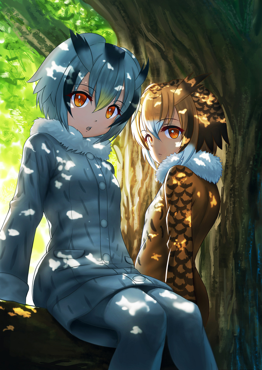 2girls brown_hair coat commentary dappled_sunlight day eurasian_eagle_owl_(kemono_friends) eyes_visible_through_hair fur_collar grey_hair hair_between_eyes head_wings highres in_tree kemono_friends long_sleeves looking_at_viewer multicolored_hair multiple_girls northern_white-faced_owl_(kemono_friends) open_mouth orange_eyes outdoors pantyhose plant short_hair sion_(sion9117ys) sitting sitting_in_tree sunlight tree