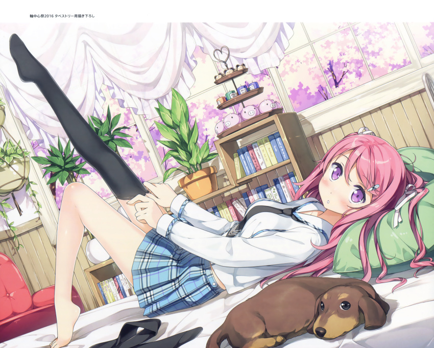 1girl :o absurdres adjusting_clothes adjusting_legwear armchair bangs barefoot bedroom black_legwear black_necktie blue_skirt blush book bookshelf breasts chair curtains dachshund dog dressing dutch_angle eyebrows_visible_through_hair feet flower_pot from_side hair_ribbon hanging_plant highres indoors kantoku knee_up kurumi_(kantoku) leg_up long_hair long_sleeves looking_at_viewer lying medium_breasts necktie no_shoes on_back on_bed one_leg_raised original pillow pink_hair plaid plaid_skirt plant pleated_skirt potted_plant ribbon school_uniform shelf shirt single_thighhigh skirt solo thigh-highs thighhighs_pull tiered_tray two_side_up violet_eyes wainscoting white_ribbon white_shirt