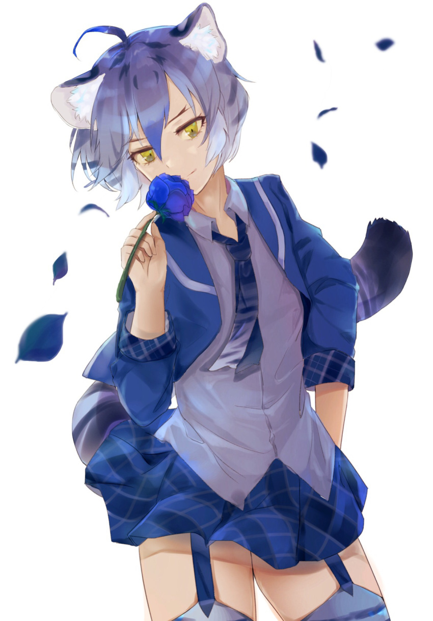 1girl ahoge ancolatte_(onikuanco) animal_ears arm_at_side blazer blue_hair blue_rose bright_background collared_shirt commentary_request cowboy_shot flower garter_straps gradient_hair hair_between_eyes hand_up highres holding holding_flower jacket kemono_friends looking_at_viewer maltese_tiger_(kemono_friends) miniskirt multicolored_hair necktie open_blazer open_clothes open_jacket petals plaid plaid_skirt rose shirt short_hair skirt smile solo standing striped_tail tail thigh-highs tiger_ears tiger_tail tsurime white_shirt wind wing_collar yellow_eyes zettai_ryouiki