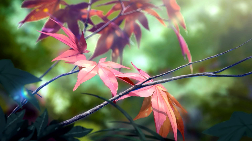 background blurry blurry_background branch commentary_request dappled_sunlight day highres leaf maple_leaf niko_p no_humans original outdoors scenery still_life sunlight tree