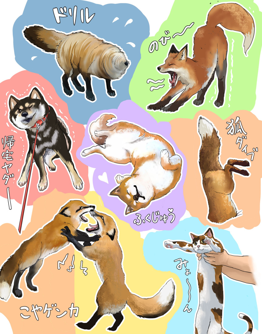 :3 absurdres angry animal belt_collar cat closed_eyes collar colorful commentary_request dog doitsuken drying fox heart highres leash looking_at_another looking_at_viewer lying on_back one_eye_closed open_mouth out_of_frame shaking shiba_inu sleeping stretch stuck translation_request upside-down