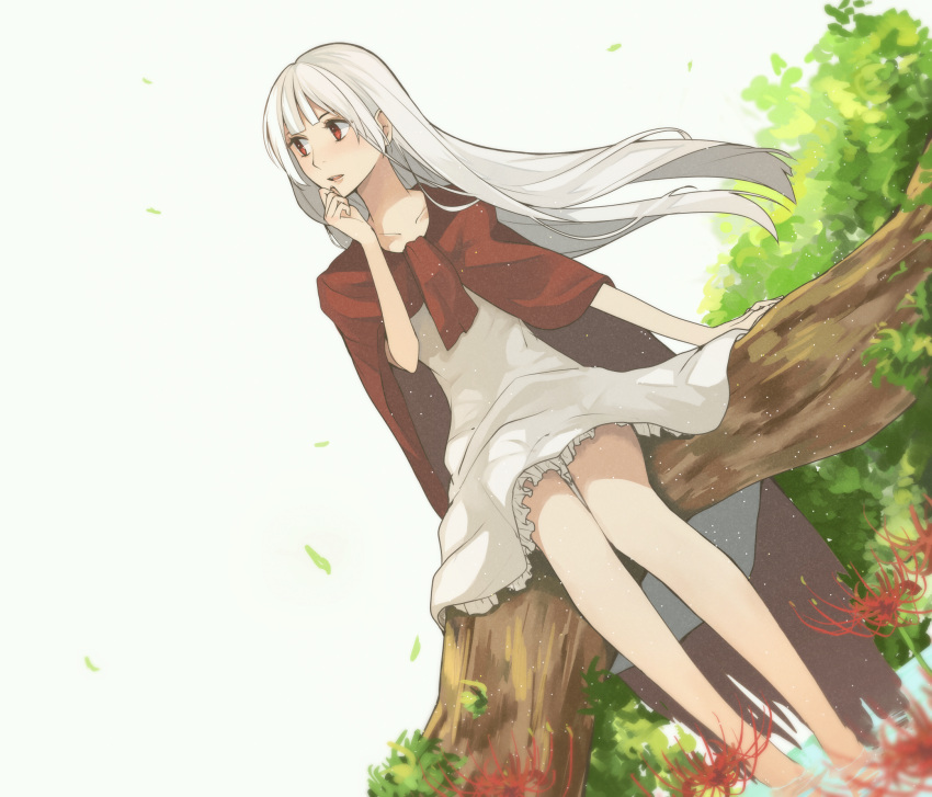 1girl albino bangs barefoot cape dress elysion flower highres hood hrmnas in_tree lafrenze long_hair red_cape red_eyes sitting sitting_in_tree solo sound_horizon spider_lily tree white_dress white_hair