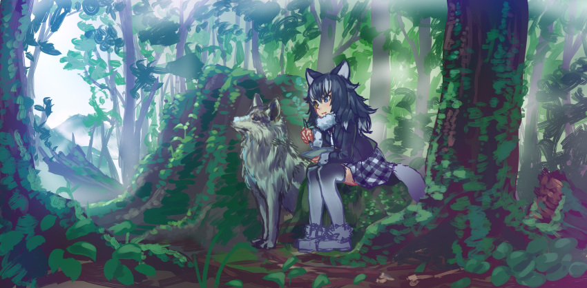 1girl absurdres animal_ears black_hair black_legwear black_skirt blue_eyes blush closed_mouth forest grey_wolf grey_wolf_(kemono_friends) heterochromia highres kemono_friends long_hair nature outdoors plaid plaid_skirt sketch skirt tail thigh-highs wasabichan white_hair wolf_ears wolf_tail yellow_eyes