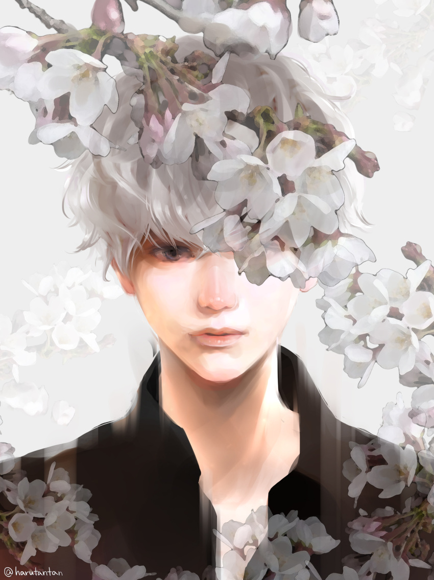1boy absurdres bangs black_shirt cherry_blossoms collared_shirt commentary_request curly_hair expressionless flower gradient_hair grey_eyes grey_hair harutan044 highres lips looking_at_viewer male_focus multicolored_hair nose one_eye_covered parted_lips portrait realistic sasaki_haise shirt silver_hair simple_background solo tokyo_ghoul twitter_username two-tone_hair white_background wing_collar