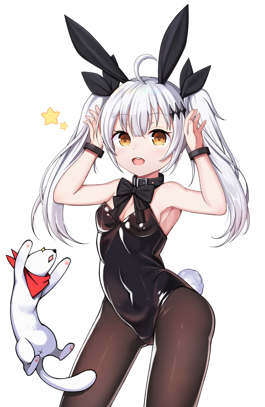 1girl :d absurdres ahoge animal animal_ears armpits arms_up bandanna bangs bare_arms bare_shoulders belt_buckle belt_collar black_belt black_bow black_leotard black_neckwear black_ribbon blush bow bowtie bracelet breasts brown_eyes brown_legwear buckle bunny_girl bunny_tail bunnysuit cleavage contrapposto covered_navel eyebrows_visible_through_hair fingernails five-seven_(girls_frontline) girls_frontline hair_between_eyes hair_ornament hair_ribbon highres horns_pose jewelry legs_apart leotard long_hair looking_at_viewer open_mouth pantyhose rabbit_ears red_bandana ribbon round_teeth shiny shiny_clothes sidelocks simple_background small_breasts smile standing star starfox1015 tail teeth twintails white_background white_hair younger