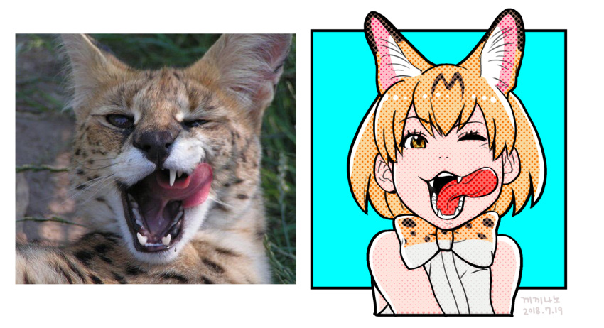 1girl animal_ears bare_shoulders blue_background bow bowtie commentary_request dated grey_shirt halftone kemono_friends looking_at_viewer one_eye_closed open_mouth orange_eyes orange_hair photo photo-referenced reference_photo roonhee serval serval_(kemono_friends) serval_ears sharp_teeth shirt short_hair signature sleeveless sleeveless_shirt teeth tongue tongue_out